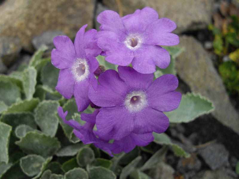 Primula marginata 'Napoleon' photo